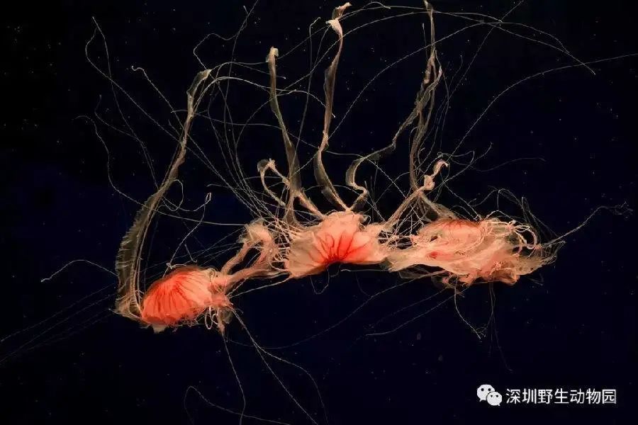 下载 (30).jpg 图片