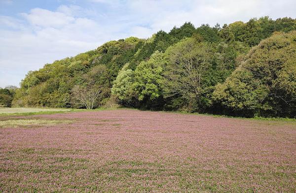葵乡村俱乐部 - 全国335座高尔夫球场实时预订-高球爱好者一站式订场平台