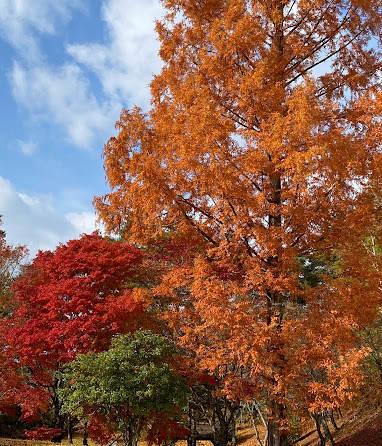 大树高尔夫俱乐部旭球场 - 深圳观澜湖高尔夫订场服务-广东专业高尔夫预订平台
