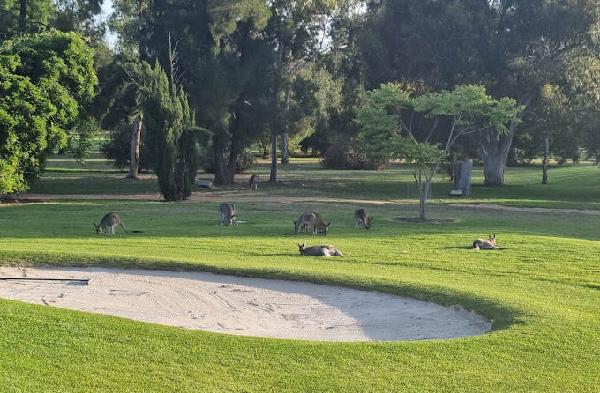 达博高尔夫俱乐部 - 高尔夫1球1晚特惠套票-星际高球联盟精选旅游套餐