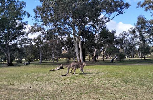 本迪戈高尔夫俱乐部 - 高尔夫1球1晚特惠套票-星际高球联盟精选旅游套餐
