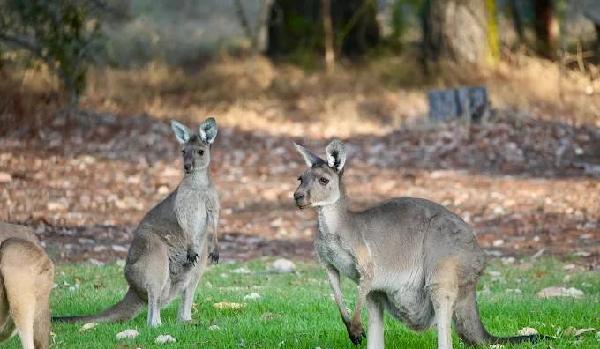 巴瑟尔顿高尔夫俱乐部 - 高尔夫1球1晚特惠套票-星际高球联盟精选旅游套餐