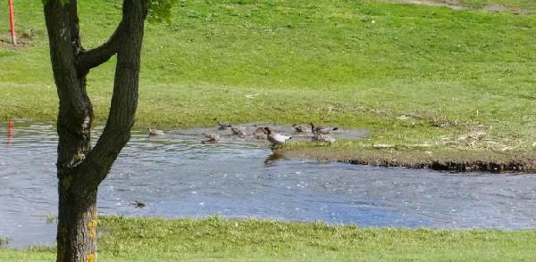 甘加林湖高尔夫俱乐部 - undefined