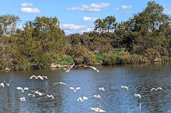 甘加林湖高尔夫俱乐部 - undefined