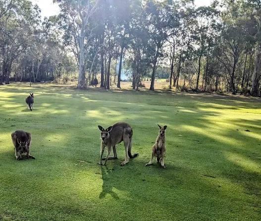赫维湾高尔夫俱乐部 - 高尔夫1球1晚特惠套票-星际高球联盟精选旅游套餐
