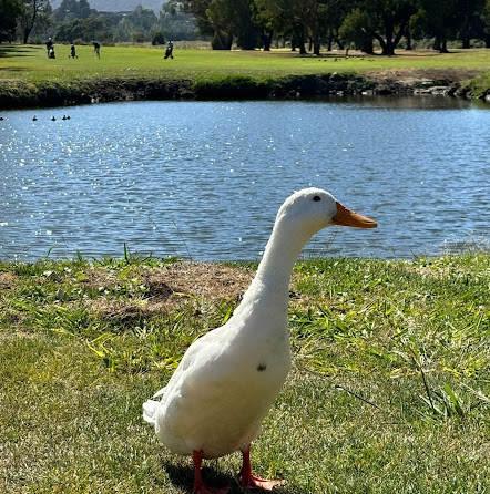 塔斯马尼亚河畔高尔夫俱乐部 - 全国335座高尔夫球场实时预订-高球爱好者一站式订场平台