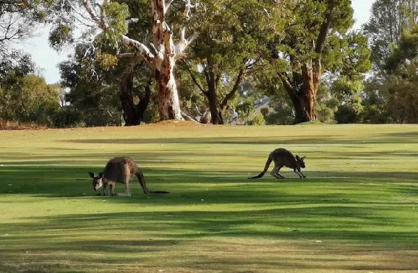 塔努达松树高尔夫俱乐部 - 高尔夫1球1晚特惠套票-星际高球联盟精选旅游套餐