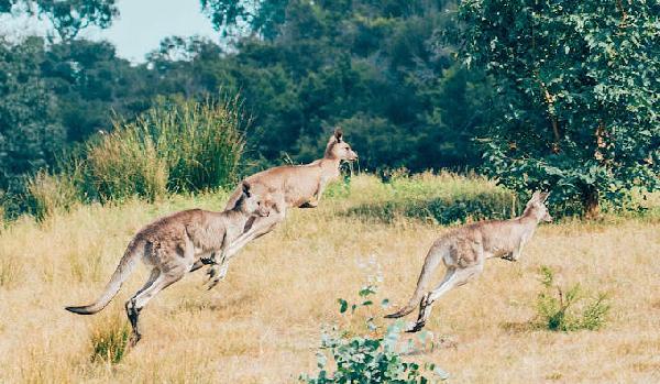 东部斯沃德高尔夫俱乐部 - 高尔夫1球1晚特惠套票-星际高球联盟精选旅游套餐