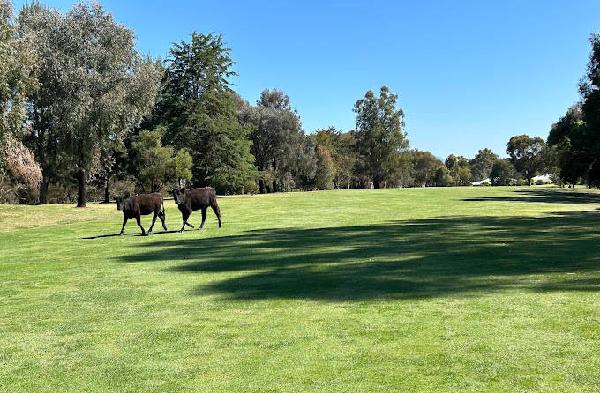 曼斯菲尔德高尔夫俱乐部 - 深圳观澜湖高尔夫订场服务-广东专业高尔夫预订平台