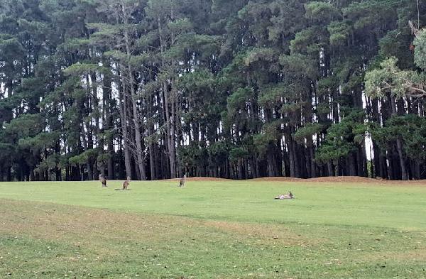 吉斯伯恩高尔夫俱乐部 - 深圳观澜湖高尔夫订场服务-广东专业高尔夫预订平台