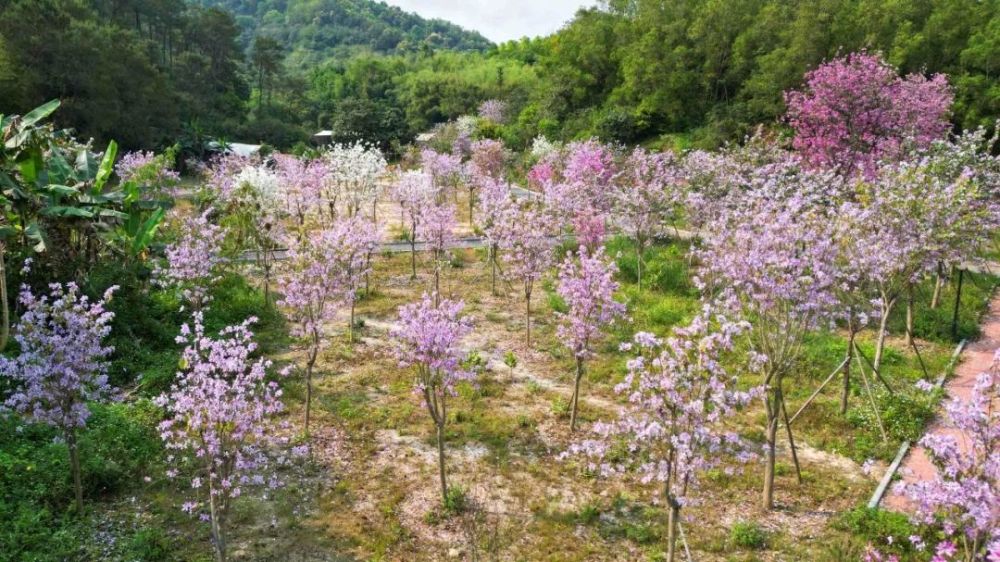 云浮市植物园 - 高尔夫1球1晚特惠套票-星际高球联盟精选旅游套餐