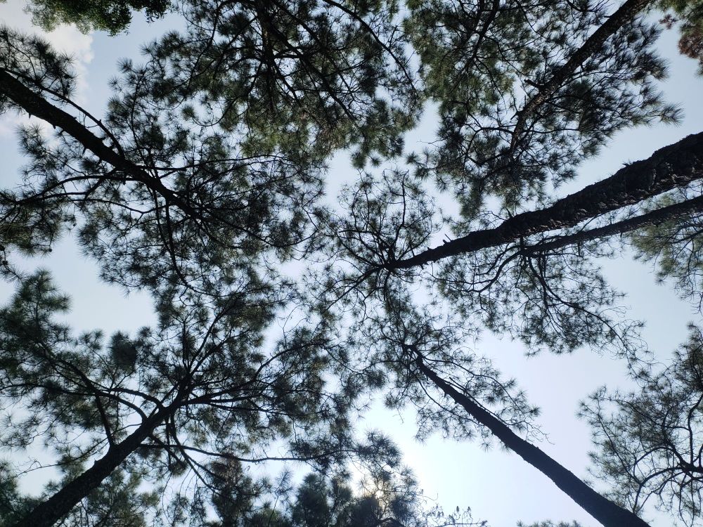 松林公园 - 高尔夫1球1晚特惠套票-星际高球联盟精选旅游套餐