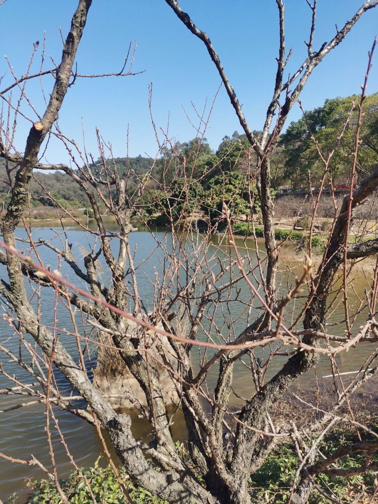 桃花谷 - 全国335座高尔夫球场实时预订-高球爱好者一站式订场平台