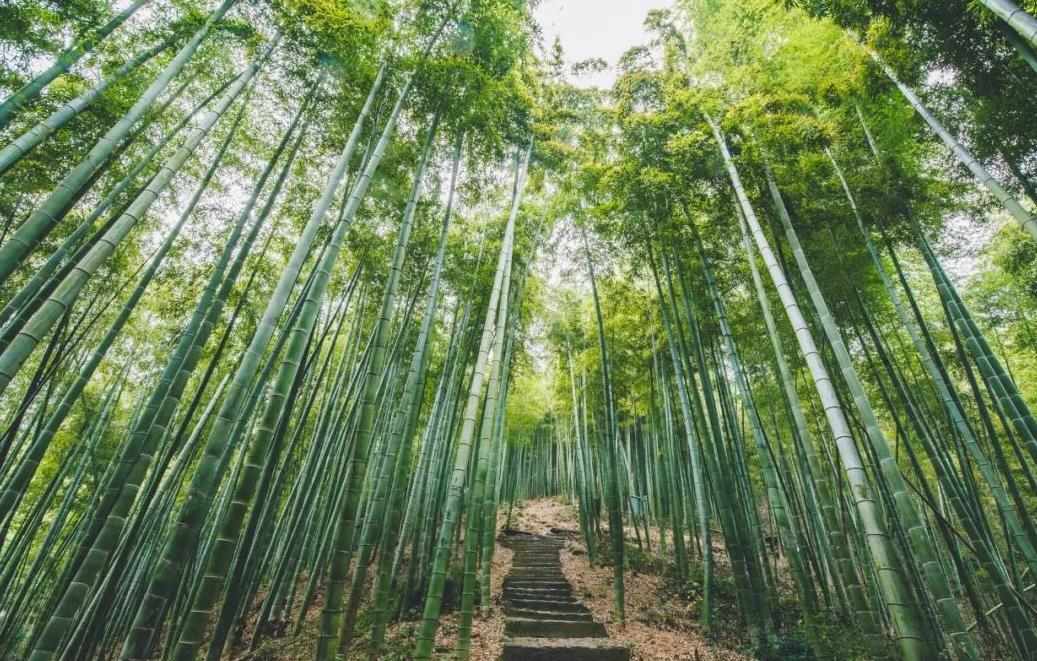 安吉大竹海景区 - 星际高球联盟-中国精英人士高尔夫旅游度假实景