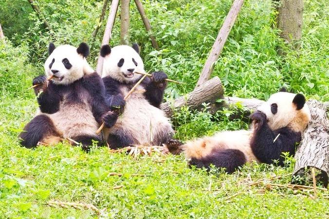 大熊猫繁育研究基地 - 星际高球联盟-中国精英人士高尔夫旅游度假实景