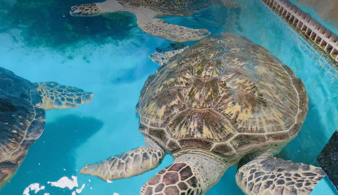正佳极地海洋世界 - 星际高球联盟-中国精英人士高尔夫旅游度假实景