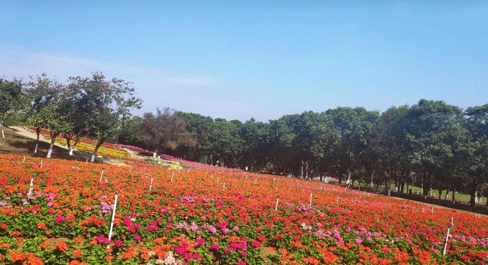 梦幻百花洲 - 高尔夫1球1晚特惠套票-星际高球联盟精选旅游套餐