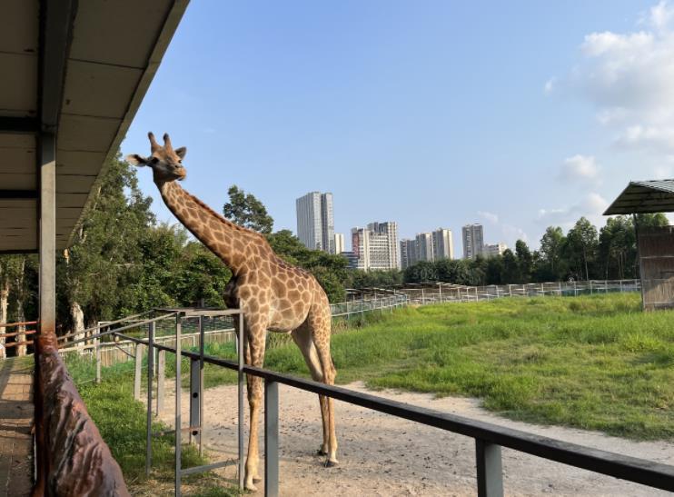 东莞香市动物园 - 星际高球联盟-中国精英人士高尔夫旅游度假实景