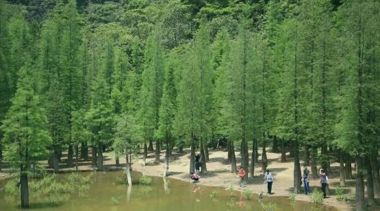 帽峰山森林公园 - 星际高球联盟-中国精英人士高尔夫旅游度假实景