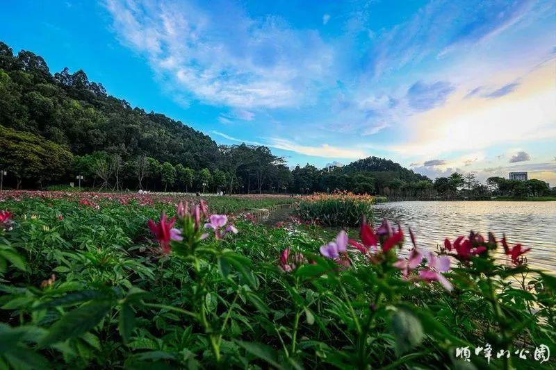顺峰山公园 - 全国335座高尔夫球场实时预订-高球爱好者一站式订场平台