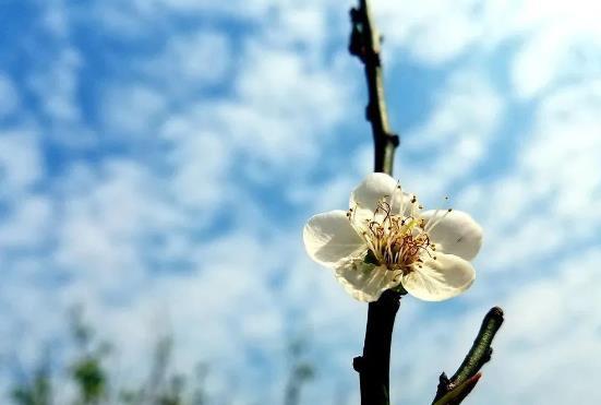 萝岗香雪公园 - 高尔夫1球1晚特惠套票-星际高球联盟精选旅游套餐