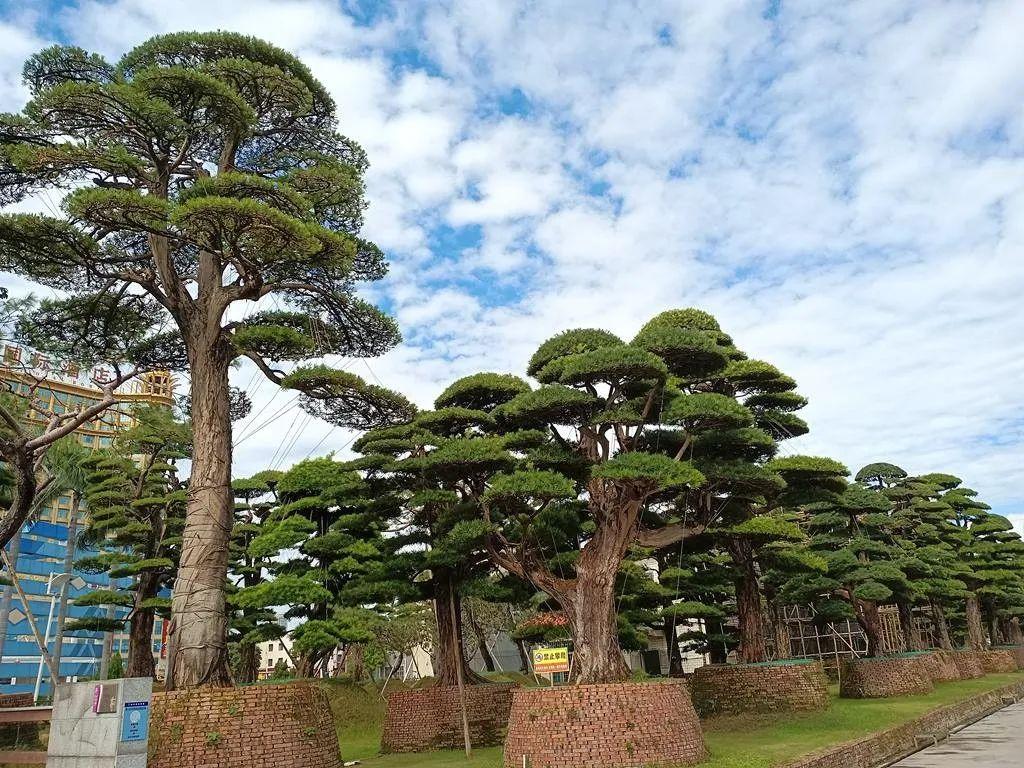 陈村花卉世界 - 星际高球联盟-中国精英人士高尔夫旅游度假实景