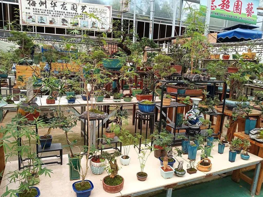 陈村花卉世界 - 深圳观澜湖高尔夫订场服务-广东专业高尔夫预订平台