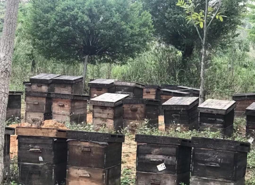 金美公园 - 星际高球联盟-中国精英人士高尔夫旅游度假实景
