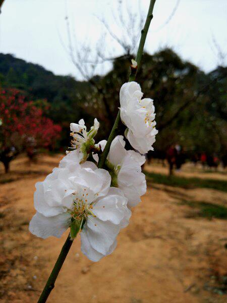 桃花谷 - 高尔夫1球1晚特惠套票-星际高球联盟精选旅游套餐
