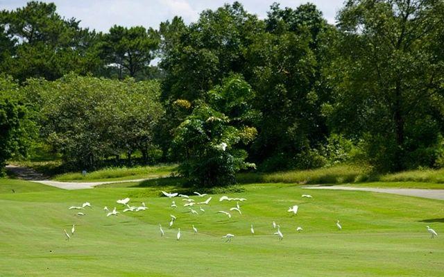 惠州候鸟/棕榈岛·2球1晚 - 星际高球联盟-中国精英人士高尔夫旅游度假实景
