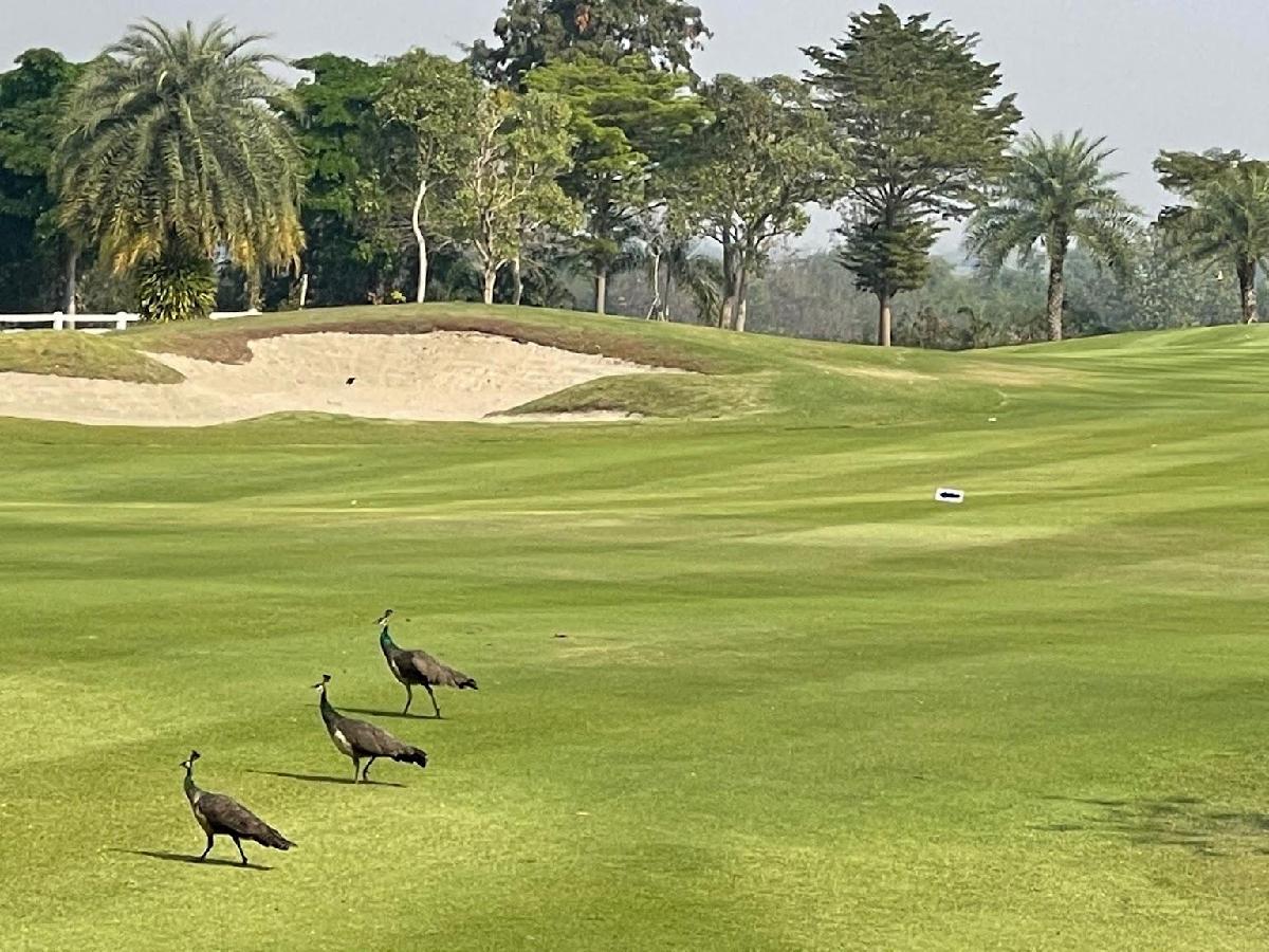 北碧大奖赛高尔夫球会 - 高尔夫1球1晚特惠套票-星际高球联盟精选旅游套餐