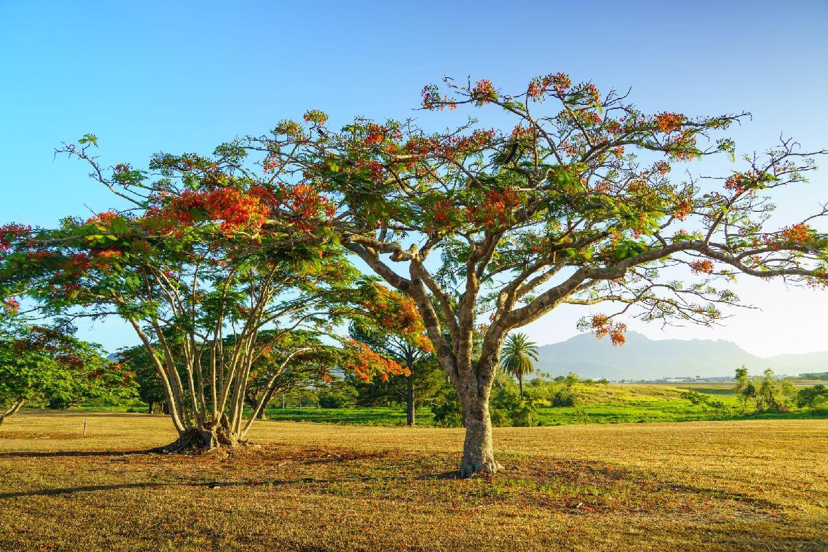 斐济楠迪机场·1球1晚 - undefined