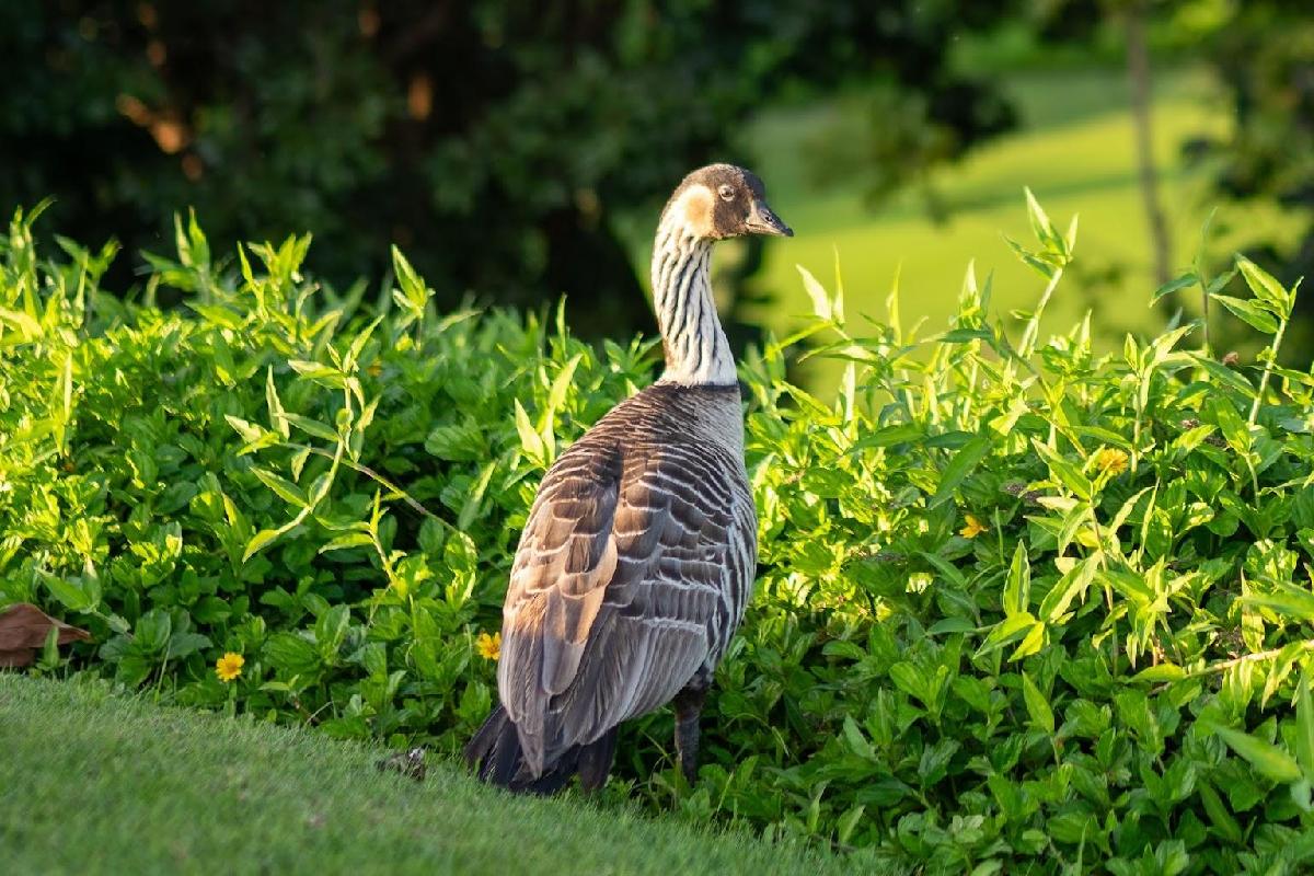 夏威夷普林斯维尔马凯·1球1晚 - 深圳观澜湖高尔夫订场服务-广东专业高尔夫预订平台