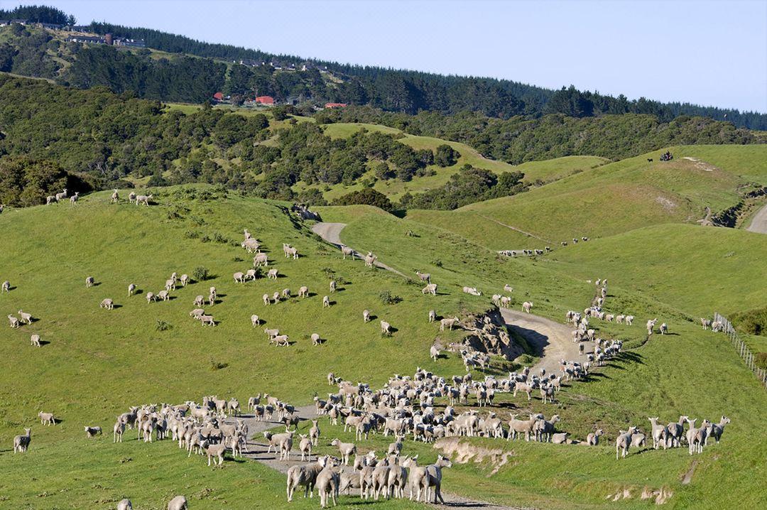 新西兰贝壳杉悬崖·1球1晚 - 全国335座高尔夫球场实时预订-高球爱好者一站式订场平台