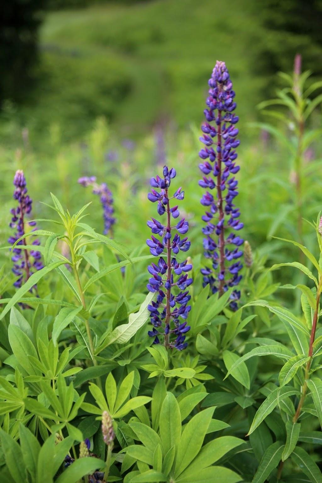 费尔蒙惠斯勒城堡·1球1晚 - 阳江保利银滩高尔夫套票-海滨高尔夫旅游1球1晚套餐