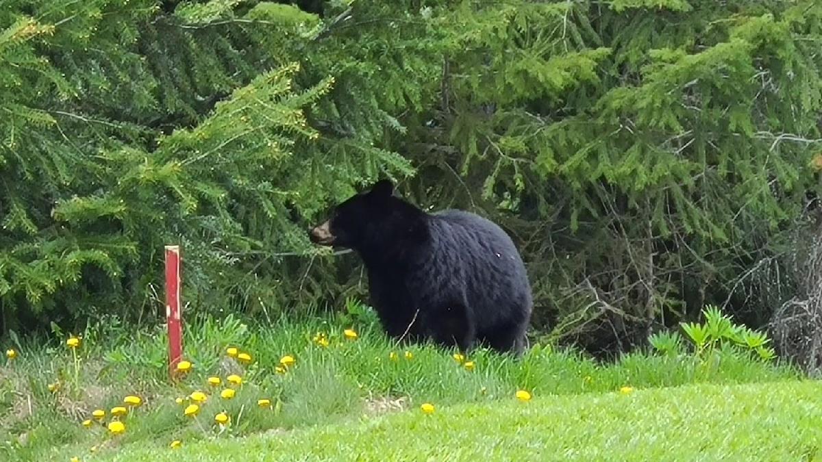 费尔蒙惠斯勒城堡·1球1晚 - undefined