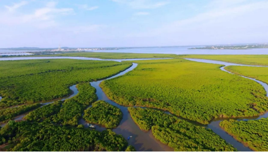 “海上森林”--东寨港红树林 - 星际高球联盟-中国精英人士高尔夫旅游度假实景