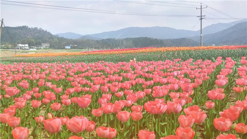 花溪茶谷风景区 - 星际高球联盟-中国精英人士高尔夫旅游度假实景