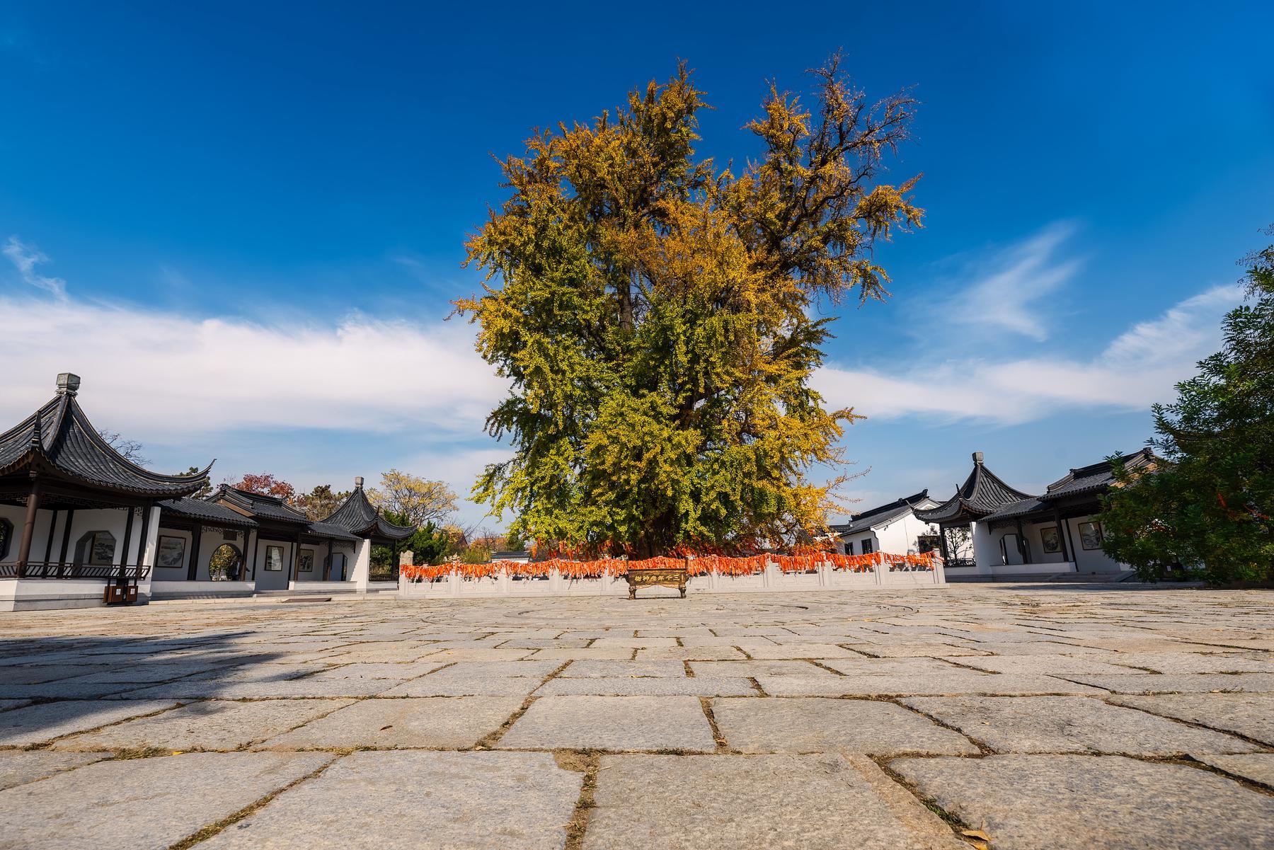 银杏古梅园 - 星际高球联盟-中国精英人士高尔夫旅游度假实景
