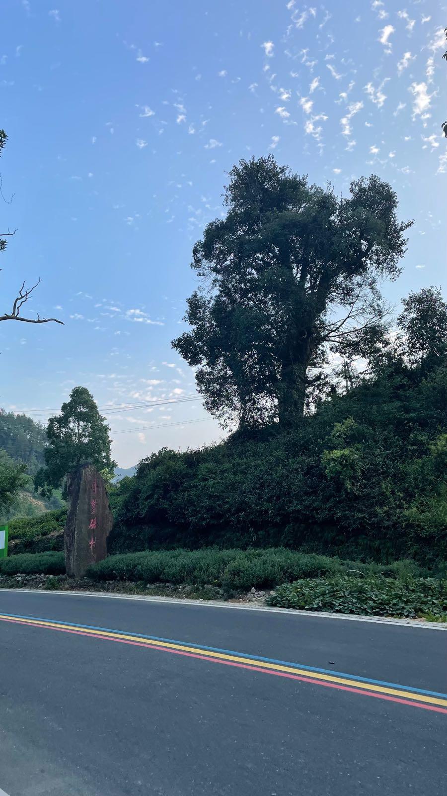 三棵树景区 - 星际高球联盟-中国精英人士高尔夫旅游度假实景