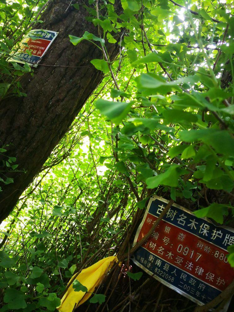 岐山森林公园 - 星际高球联盟-中国精英人士高尔夫旅游度假实景