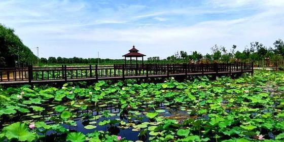 万亩荷塘 - 星际高球联盟-中国精英人士高尔夫旅游度假实景