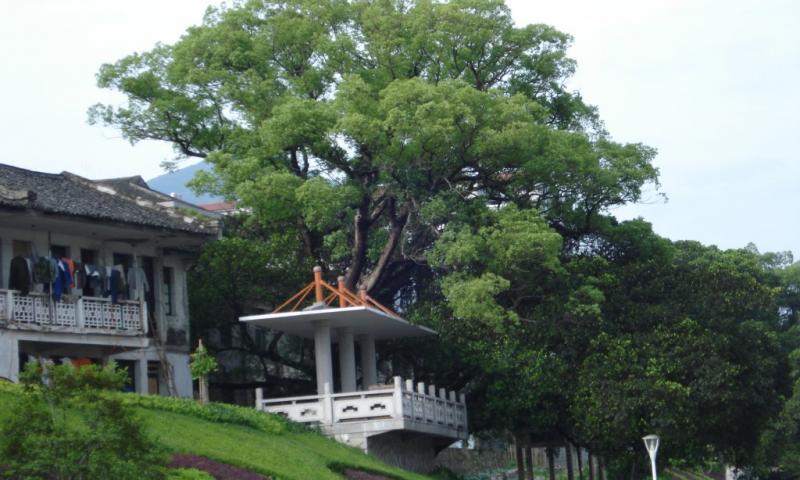 温溪古榕群 - 星际高球联盟-中国精英人士高尔夫旅游度假实景