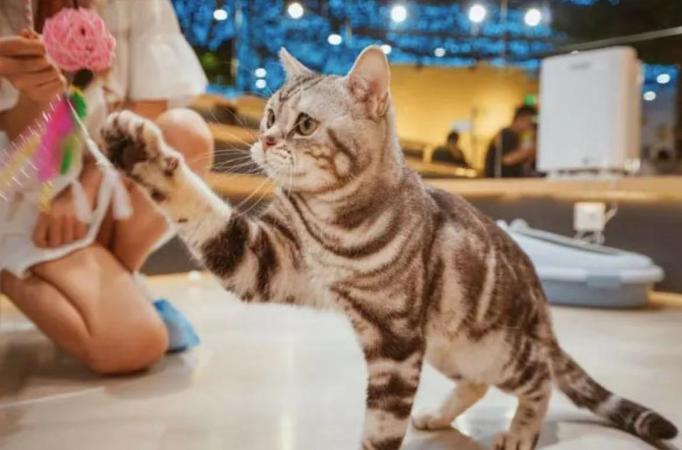 猫咪博物馆(淮安区店) - 星际高球联盟-中国精英人士高尔夫旅游度假实景