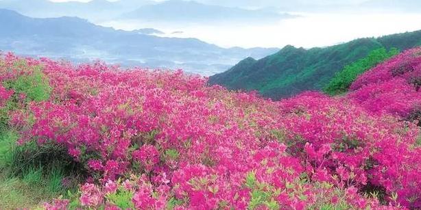 杜鹃花谷 - 星际高球联盟-中国精英人士高尔夫旅游度假实景