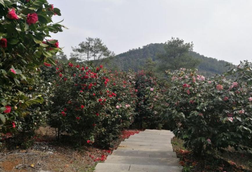 茶花源风景区 - 星际高球联盟-中国精英人士高尔夫旅游度假实景
