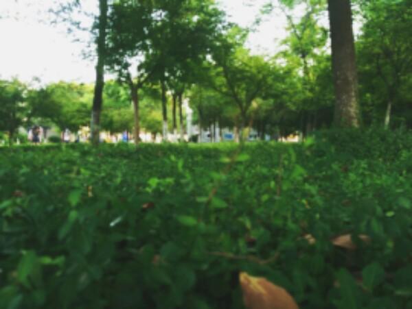 荷叶塘公园 - 星际高球联盟-中国精英人士高尔夫旅游度假实景