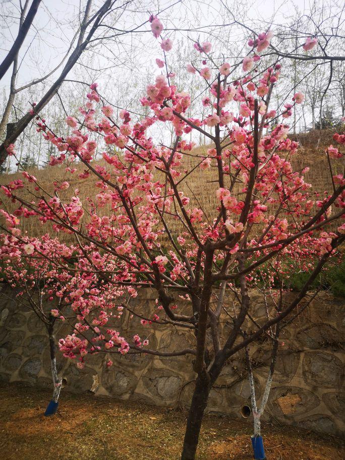 白马寺山植物园 - 星际高球联盟-中国精英人士高尔夫旅游度假实景