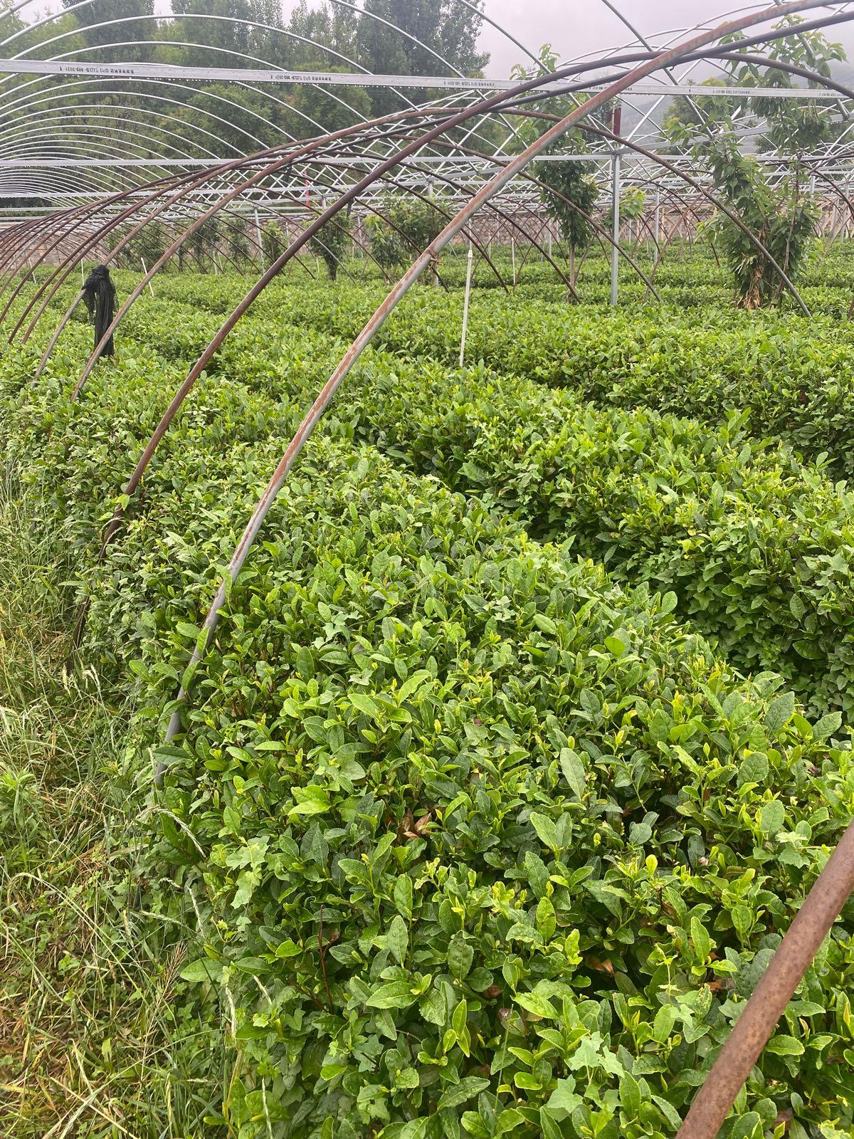 长清茶文化博物馆 - 星际高球联盟-中国精英人士高尔夫旅游度假实景