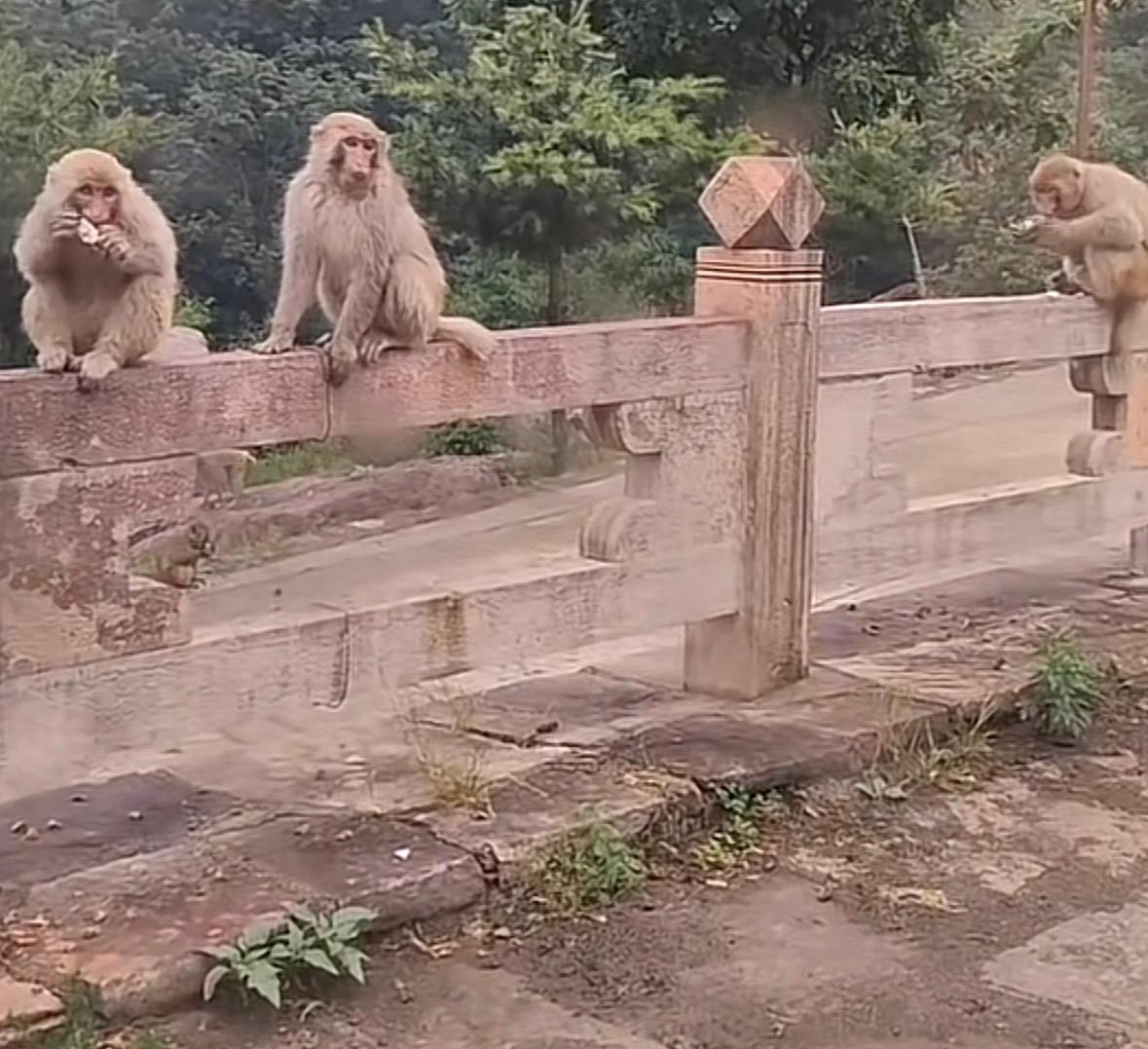 历山猕猴源景区 - 星际高球联盟-中国精英人士高尔夫旅游度假实景